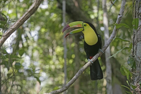 Salma gagalı Tukan, ramphastos sulfuratus — Stok fotoğraf