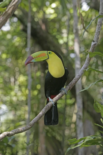 Καρίνα-τιμολογημένος toucan, ramphastos sulfuratus — 图库照片