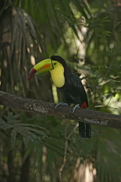 Kýl účtoval Tukan ramphastos sulfuratus — Stock fotografie