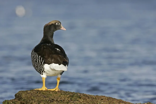 Kelp goose, Chloephaga hybrida — Stock Photo, Image