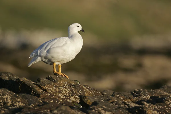 Řasy Husa, chloephaga hybrida — Stock fotografie