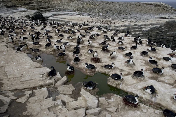 Cormorán rey, Phalacrocorax atriceps albiventer — Foto de Stock