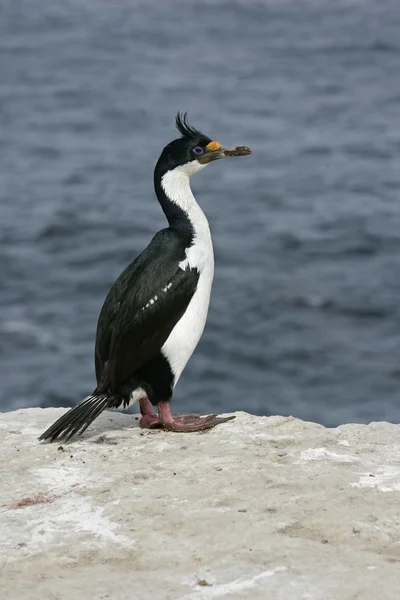 Kung skarv, phalacrocorax atriceps albiventer — Stockfoto