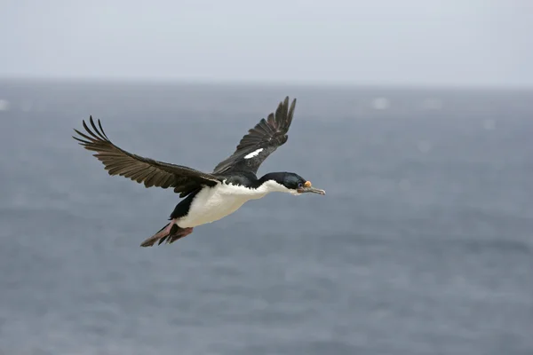 Kormorán, phalacrocorax atriceps albiventer király — Stock Fotó