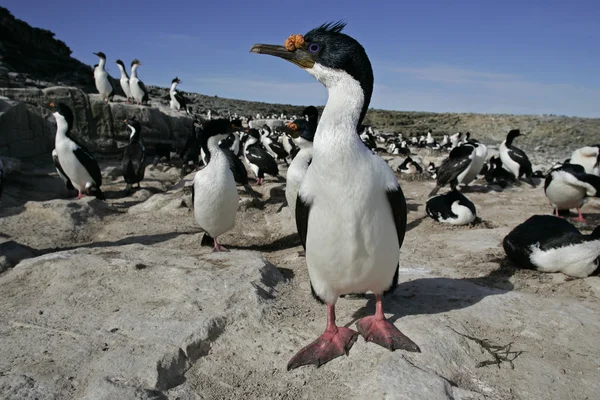 王鸬鹚、 phalacrocorax atriceps albiventer — 图库照片