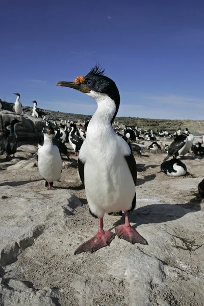 Corvo-marinho, Phalacrocorax atriceps albiventer — Fotografia de Stock