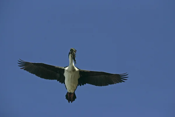 王鸬鹚、 phalacrocorax atriceps albiventer — 图库照片