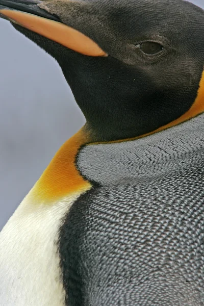 King penguin, Aptenodytes patagonicus — Stock Photo, Image