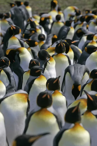 Re Pinguino, Aptenodytes patagonicus — Foto Stock