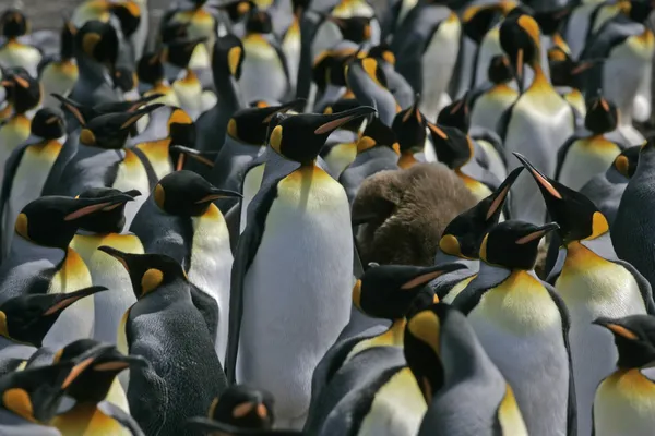 Король Пингвин, Aptenodytes patagonicus — стоковое фото