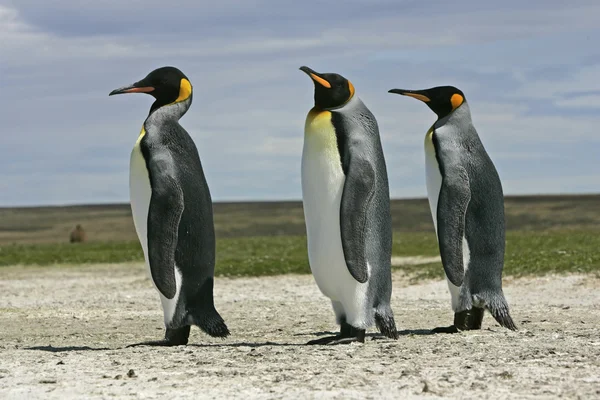 Koning pinguïn, aptenodytes patagonicus — Stockfoto
