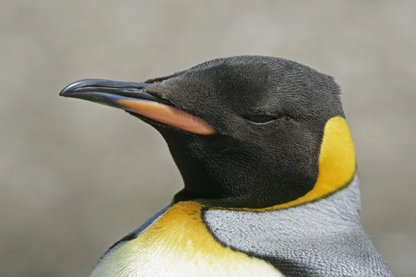 Pingüino Rey, Aptenodytes patagonicus — Foto de Stock