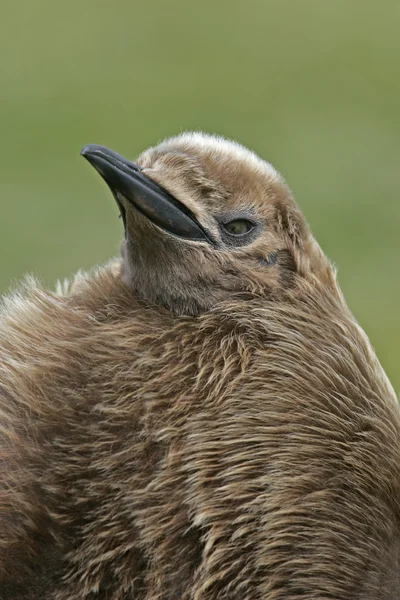 Kung pingvin, aptenodytes patagonicus — Stockfoto