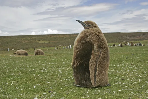 Re Pinguino, Aptenodytes patagonicus — Foto Stock