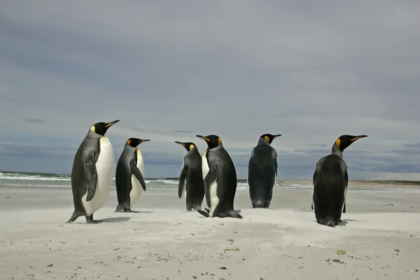 Kral penguen, aptenodytes patagonicus — Stok fotoğraf