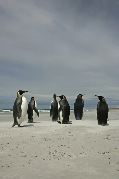 Königspinguin, aptenodytes patagonicus — Stockfoto