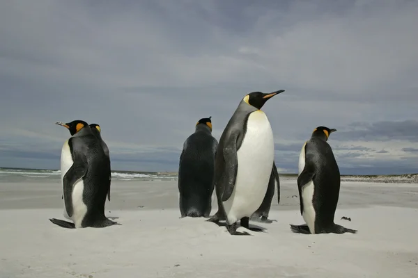 Königspinguin, aptenodytes patagonicus — Stockfoto