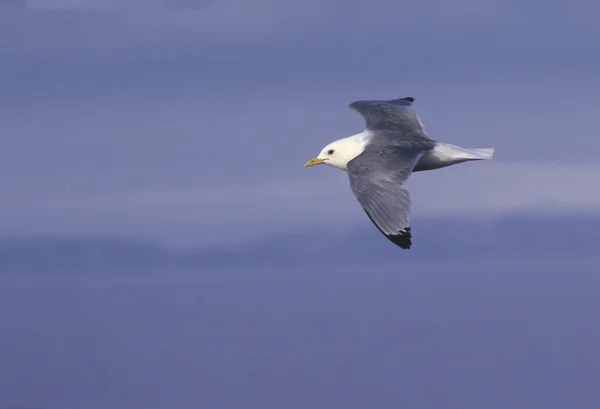 Kittiwake, Rissa tridactyla — стокове фото