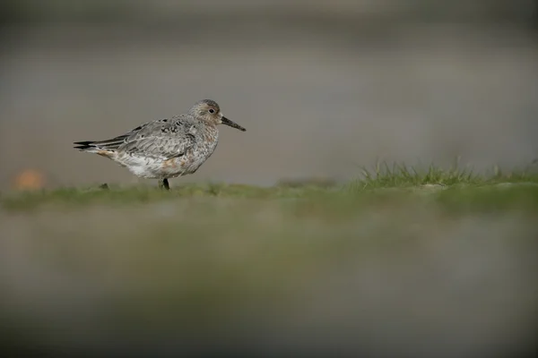 Csomót, calidris canutus — Stock Fotó