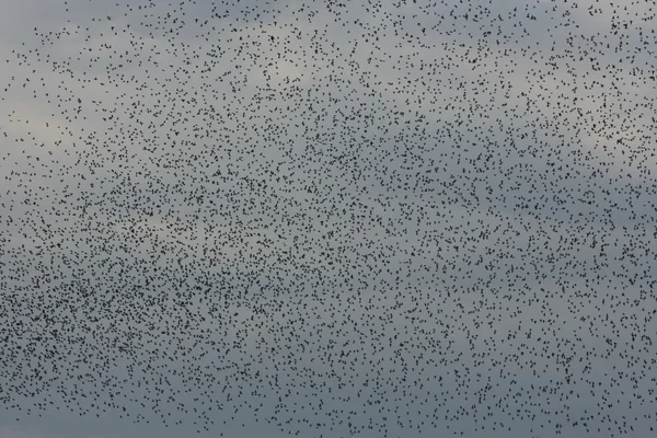 Nó, Calidris canutus — Fotografia de Stock