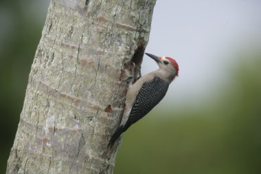 picoides scalaris Ladder-Backed ağaçkakan
