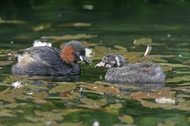 Biraz grebe, Tachybaptus ruficollis