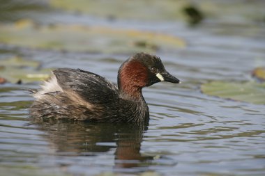 Biraz grebe, Tachybaptus ruficollis