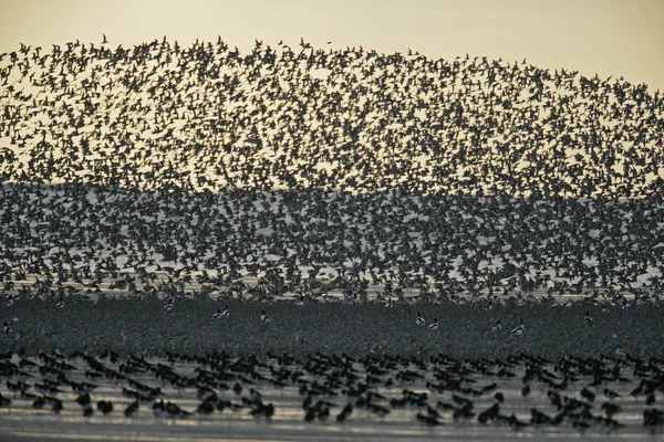 Узел, Calidris canutus — стоковое фото