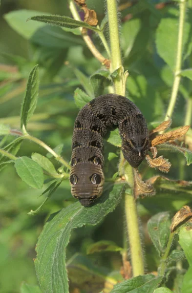 Velký slon hawk moth, porcellus elpenor — Stock fotografie