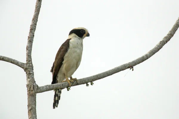 Skrattande falcon, herpetotheres cachinnans — Stockfoto