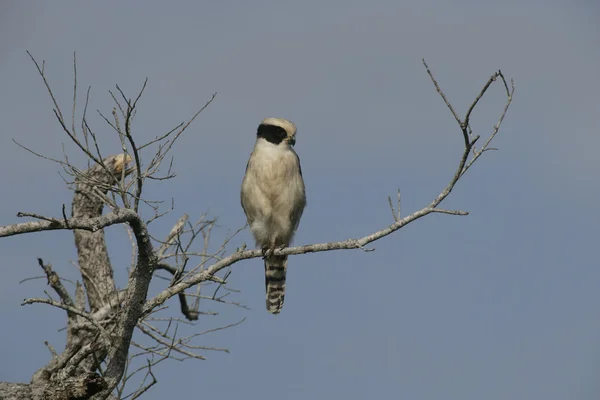 笑的猎鹰，herpetotheres cachinnans — 图库照片