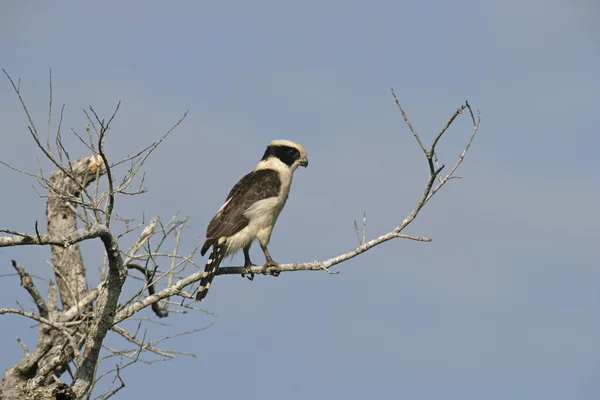 Laughing falcon, Herpetotheres cachinnans — Stock Photo, Image