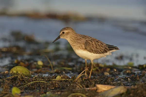 Least sandpiper, Calidris minutilla, — Stock Photo, Image