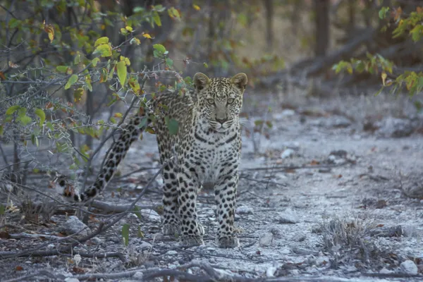 Leopard panthera pardus — Zdjęcie stockowe