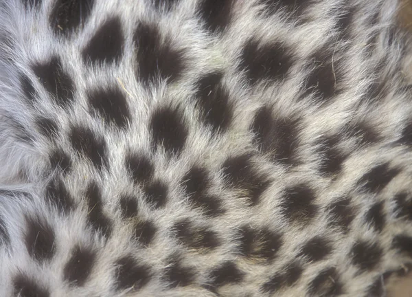 Leopardo, Panthera pardus — Foto de Stock