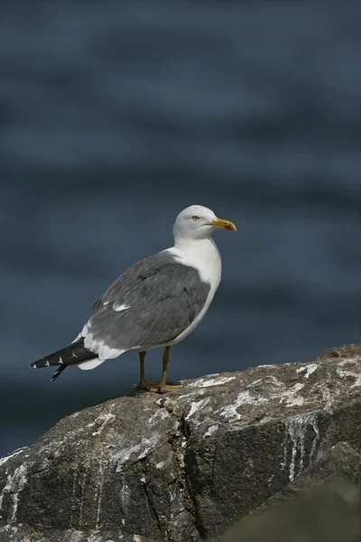 Menší černá couval Racek, larus fuscus — Stock fotografie