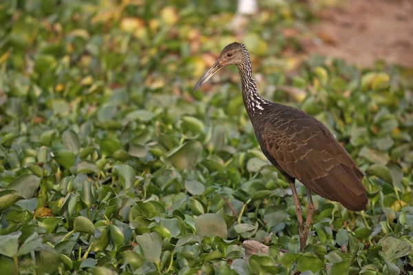 Limpkin, Aramus guarauna — Stok fotoğraf