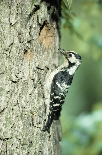 Schwarzspecht, Dendrocopos minor — Stockfoto