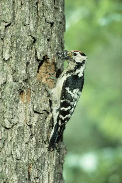 Mindere-bonte specht, dendrocopos minor — Stockfoto