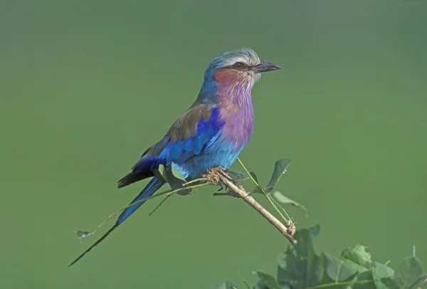 Rolo lilás-besta, Coracias caudata — Fotografia de Stock