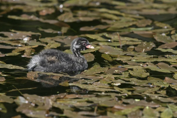 Piccolo ariete, Tachybaptus ruficollis — Foto Stock