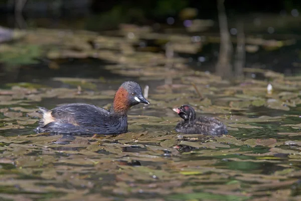 Kleine grebe, Tachybaptus ruficollis — Stockfoto