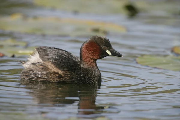 Malý grebe, Tachybaptus ruficollis — Stock fotografie