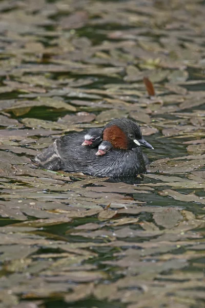 Lilla kråkan, Tachybaptus ruficollis — Stockfoto