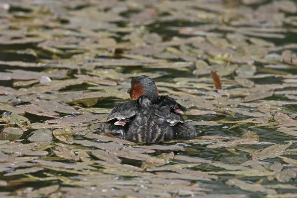 Zwergtaucher, Tachybaptus ruficollis — Stockfoto