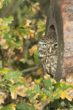 Kukumav, athene noctua