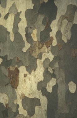 Londra uçak, çınar hispanica muenc