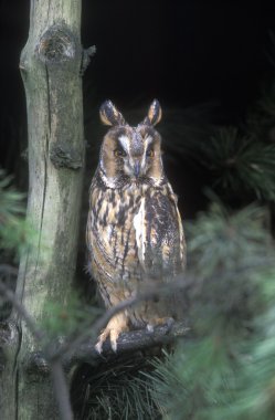 Long-eared owl, Asio otus, clipart