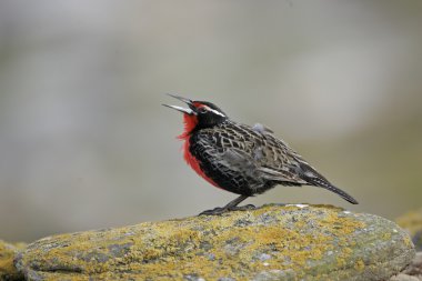 uzun kuyruklu meadow lark veya askeri starling, sturnella loyca