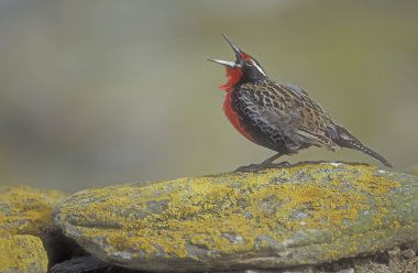 uzun kuyruklu meadow lark veya askeri starling, sturnella loyca